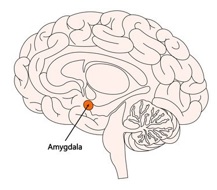 amygdala